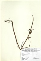 藏品(荏)的圖片